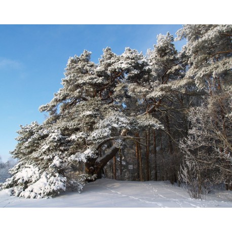 5D Diamantová mozaika - Zasnežený chodník